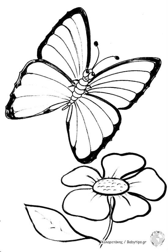 butterfly