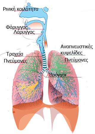 anapneystiko-systhma